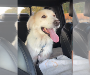Cece - Female Great Pyrenees-Unknown Mix Dog for Adoption - Photo #7