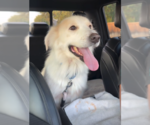 Small Photo #7 Great Pyrenees-Unknown Mix Puppy For Sale in Dallas, TX, USA
