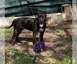 Small #36 American Pit Bull Terrier Mix