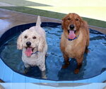 Small #4 Goldendoodle (Miniature)