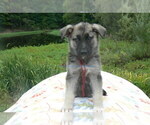 Small #1 German Shepherd Dog