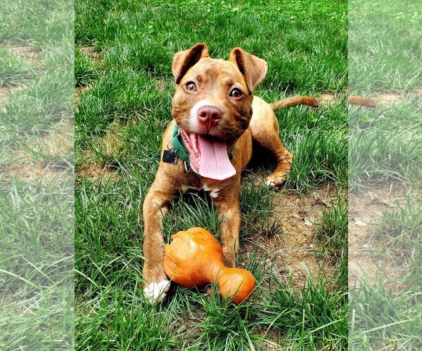 Medium Photo #19 American Staffordshire Terrier-Unknown Mix Puppy For Sale in Spotsylvania, VA, USA