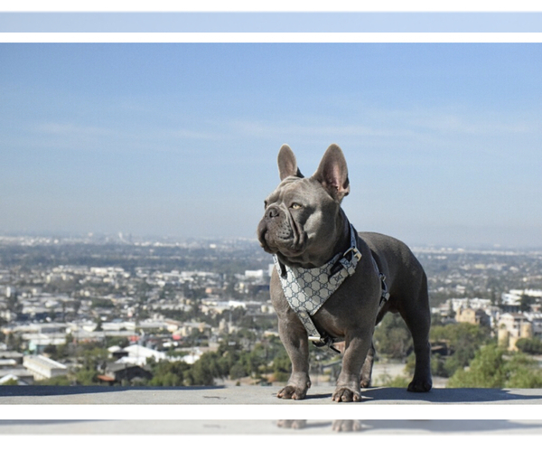 Medium Photo #1 French Bulldog Puppy For Sale in EL MONTE, CA, USA