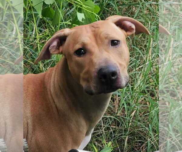 Medium Photo #3 Mutt Puppy For Sale in Abbeville, LA, USA