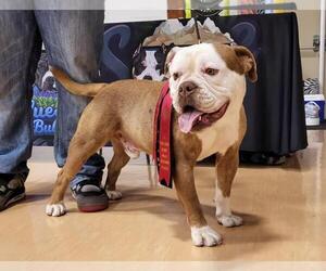 Father of the Olde English Bulldogge puppies born on 01/23/2025