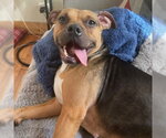 Plum - Female Beagle-Unknown Mix Dog for Adoption - Small photo