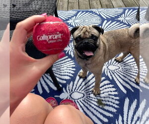 Sammy - Male Pug Dog for Adoption - Photo #2