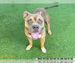 American Pit Bull Terrier Dogs for adoption in West Palm Beach, FL, USA
