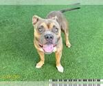Small American Pit Bull Terrier