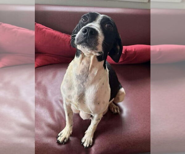 Medium Photo #2 Jack Russell Terrier-Unknown Mix Puppy For Sale in Osgood, IN, USA