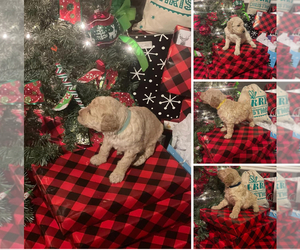 Goldendoodle-Poodle (Standard) Mix Puppy for sale in FAIRMONT, NC, USA