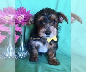 Yorkshire Terrier Puppy for sale in LEESBURG, AL, USA
