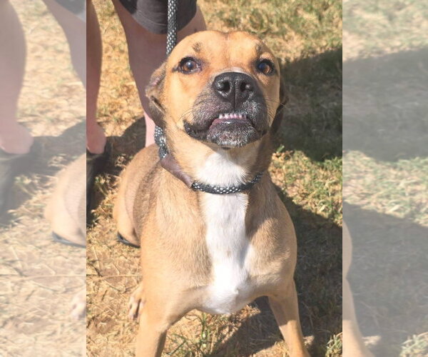 Medium Photo #1 Boxer-Unknown Mix Puppy For Sale in Alexander, AR, USA