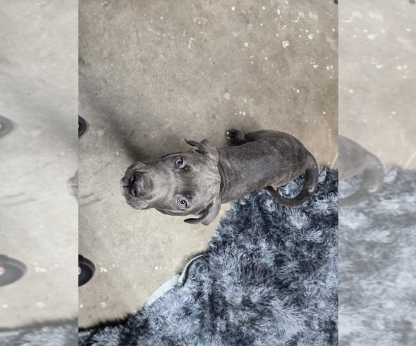 Medium Photo #1 Cane Corso Puppy For Sale in EAST HAMPTON, CT, USA