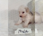 Small #4 Bichpoo