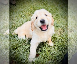 Golden Retriever Puppy for sale in CLOVERDALE, CA, USA