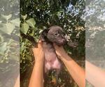 Small Photo #22 Xoloitzcuintli (Mexican Hairless) Puppy For Sale in BOX CANYON, CA, USA