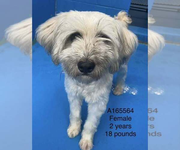 Medium Photo #1 Maltese-Unknown Mix Puppy For Sale in Calgary, Alberta, Canada