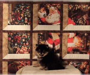 Pomeranian Puppy for sale in CASSVILLE, MO, USA