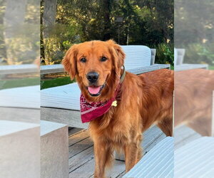Golden Retriever Dogs for adoption in Agoura Hills, CA, USA