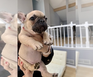 French Bulldog Puppy for sale in HOFFMAN EST, IL, USA
