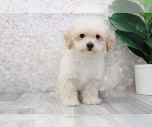 Poochon Puppy for sale in MARIETTA, GA, USA