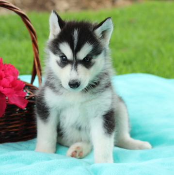 Medium Photo #1 Siberian Husky Puppy For Sale in GAP, PA, USA