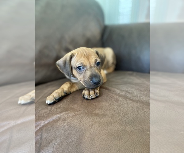 Medium Photo #69 Rhodesian Ridgeback Puppy For Sale in KELLER, TX, USA
