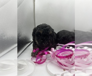 Poodle (Toy)-ShihPoo Mix Puppy for sale in ARLINGTON HTS, IL, USA