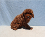 Small #4 Poodle (Toy)