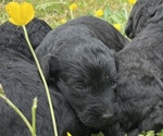 Small Photo #5 Aussiedoodle Puppy For Sale in BIRCHWOOD, TN, USA