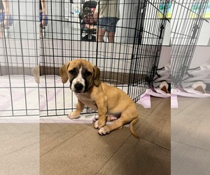 Labrador Retriever-Unknown Mix Dogs for adoption in Derwood, MD, USA