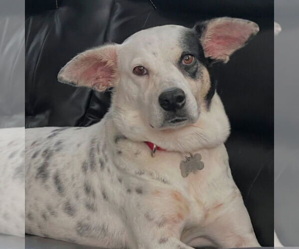 Medium Photo #9 Mutt Puppy For Sale in Canton, CT, USA