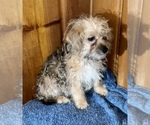 Small Photo #18 Morkie Puppy For Sale in SILVER LAKE, IN, USA