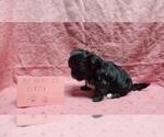 Small #3 Maltipoo