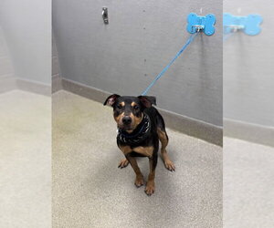 Doberman Pinscher-Unknown Mix Dogs for adoption in Las Vegas, NV, USA