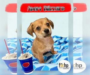 Chihuahua Dogs for adoption in Menifee, CA, USA