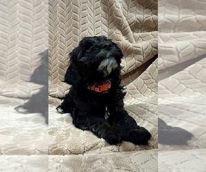 Medium Cockapoo (Miniature)