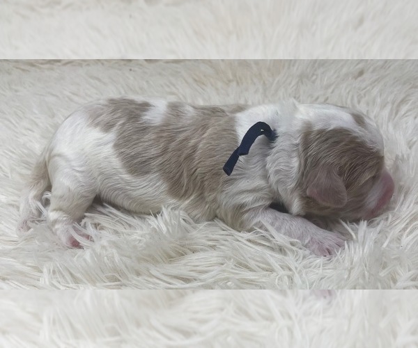 Medium Photo #12 Goldendoodle Puppy For Sale in PIERSON, FL, USA