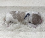 Small Photo #12 Goldendoodle Puppy For Sale in PIERSON, FL, USA