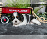 Small Photo #22 Cavalier King Charles Spaniel Puppy For Sale in NARVON, PA, USA