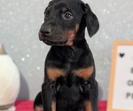 Small #2 Doberman Pinscher