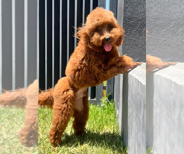 Full screen Photo #6 Goldendoodle (Miniature) Puppy For Sale in BAKERSFIELD, CA, USA