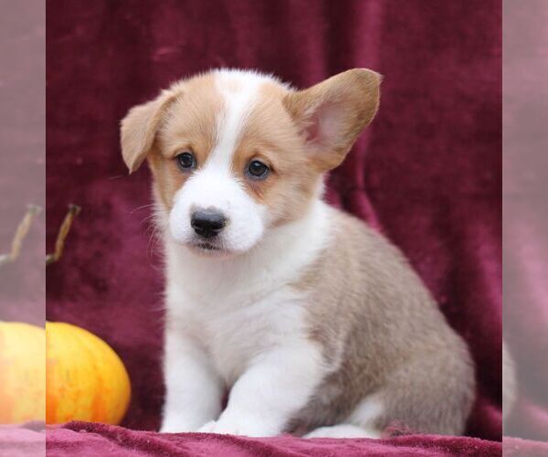 Medium Photo #2 Pembroke Welsh Corgi Puppy For Sale in ELLIOTTSBURG, PA, USA