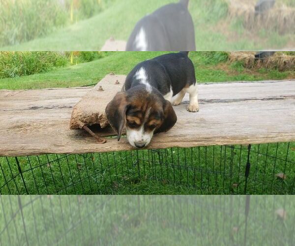 Medium Photo #1 Beagle Puppy For Sale in PLATTEVILLE, WI, USA