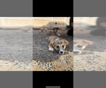 Puppy Puppy 1 female Pembroke Welsh Corgi