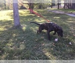 Small Photo #2 Dutch Shepherd Dog Puppy For Sale in SPENCERVILLE, IN, USA