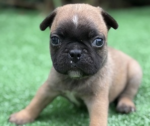 French Bulldog Puppy for sale in HICKORY, NC, USA