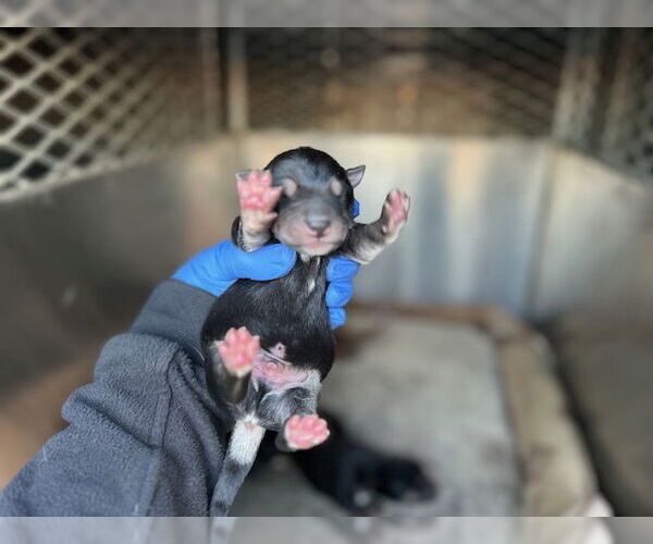 Medium Photo #1 Doberman Pinscher-German Shepherd Dog Mix Puppy For Sale in HESPERIA, CA, USA