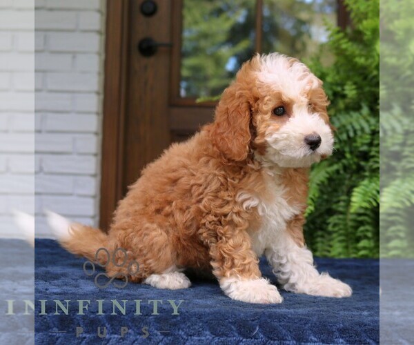 Medium Photo #3 Cavapoo (Miniature) Puppy For Sale in NARVON, PA, USA